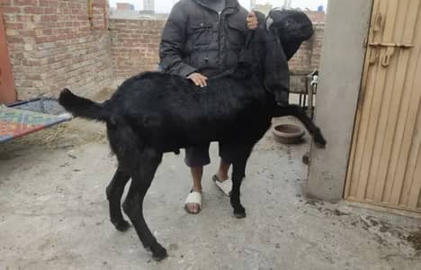 Beetal Bakra For Sale | Healthy & Active | WhatsApp 03278997292