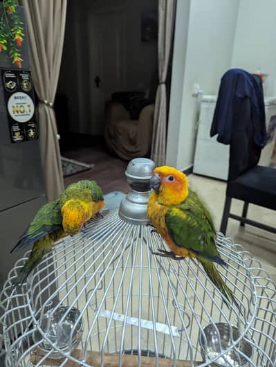 sun conure