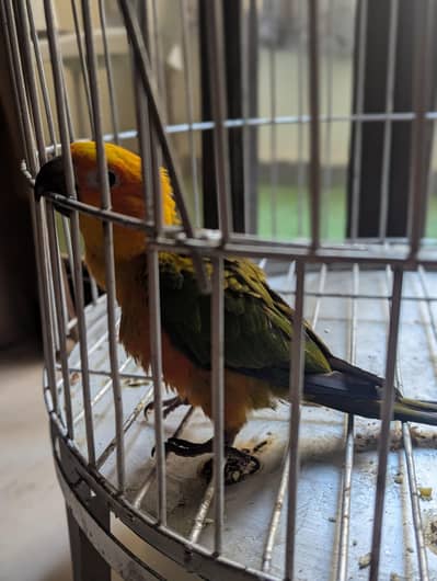 sun conure