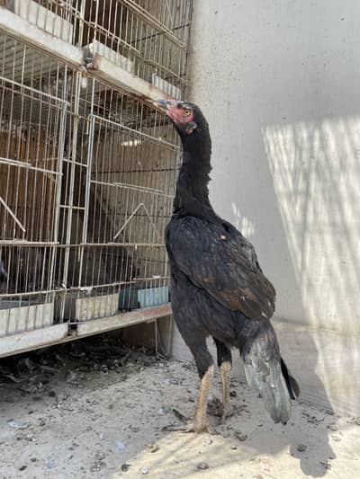 Aseel jageeri mushka murgi