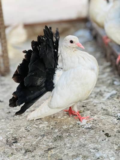 Blacktail fancy pegions
