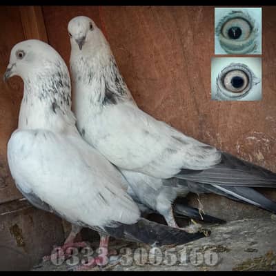 Kalduma,Gulabsira,Teddy RAMPURI (Cross)