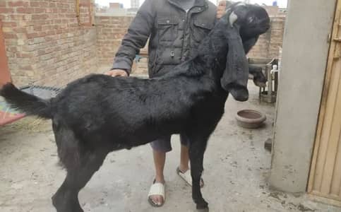 Beetal Bakra For Sale | Healthy & Active | WhatsApp 03278997292