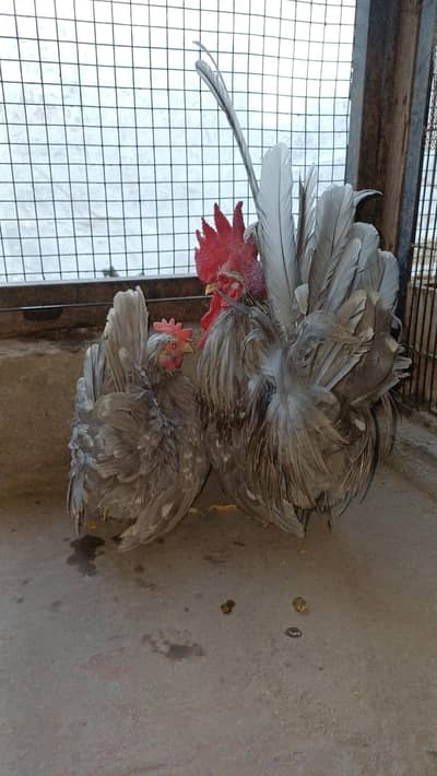 Blue Molted Japanese Quality Pair