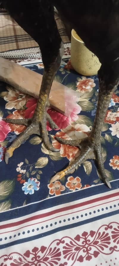 burmi bacha for sale han 7 month age han jis ko smj aey Wohi rabta kry