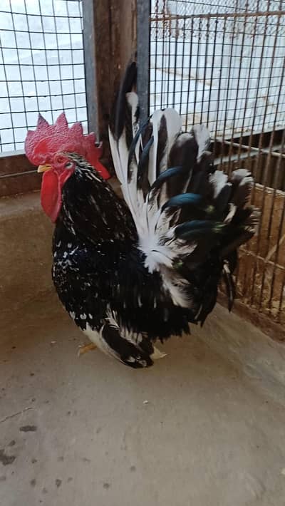 Black Molted Japanese Quality Male