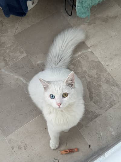 Rare White Persian Cat with Dual Eyes (Blue & amber) – Male