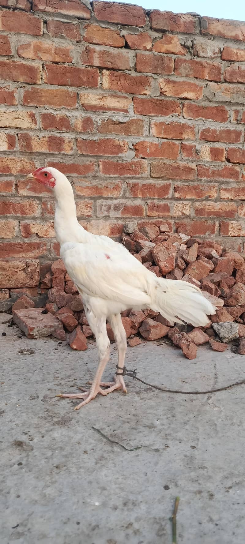 White Aseel patha pathi 0