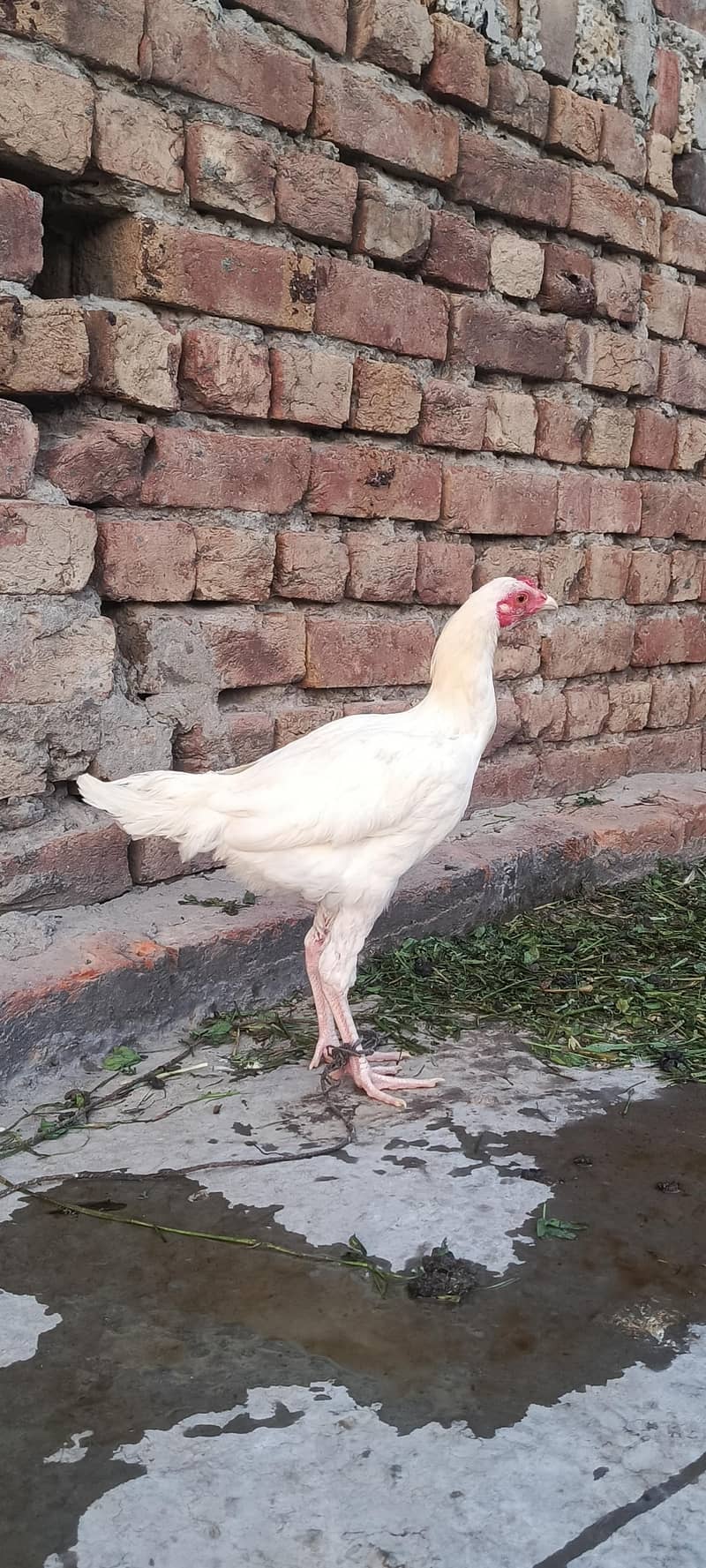 White Aseel patha pathi 1