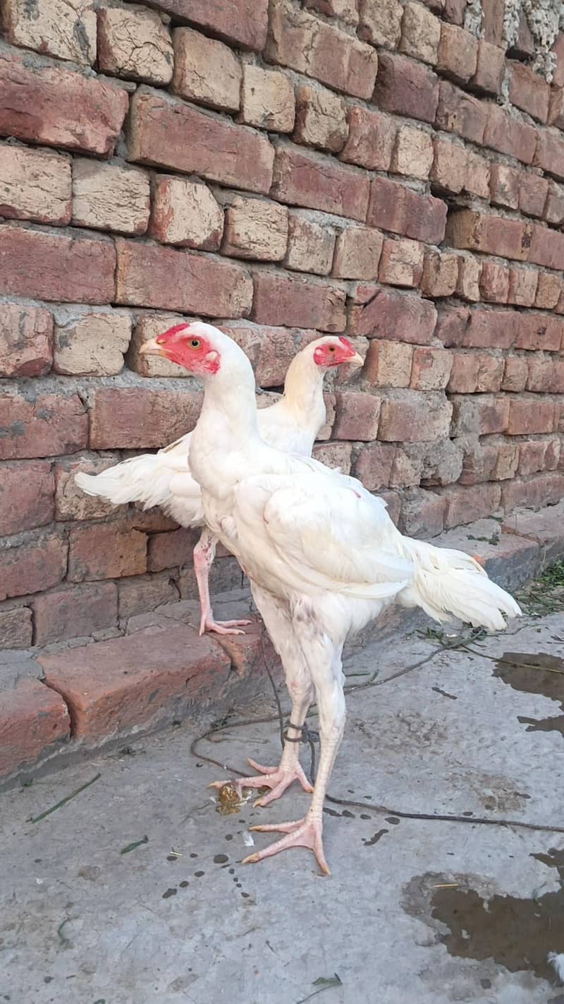 White Aseel patha pathi 3