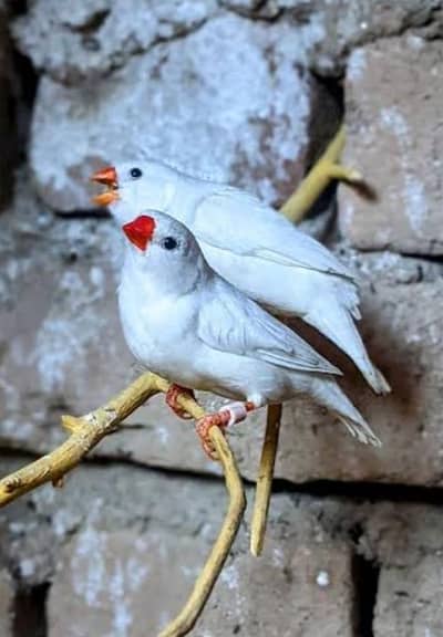 snow white zebra finches hand tame
