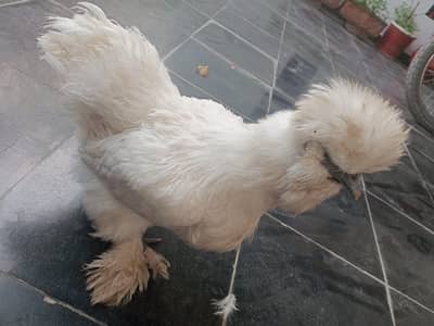 silkie, bantam, aseel