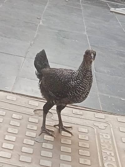 1 cross hen (bentam & silkie), 1 Aseel hen