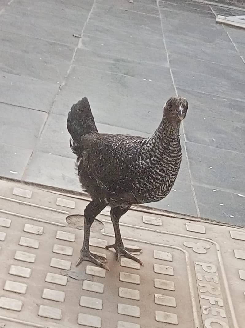 1 cross hen (bentam & silkie), 1 Aseel hen 1