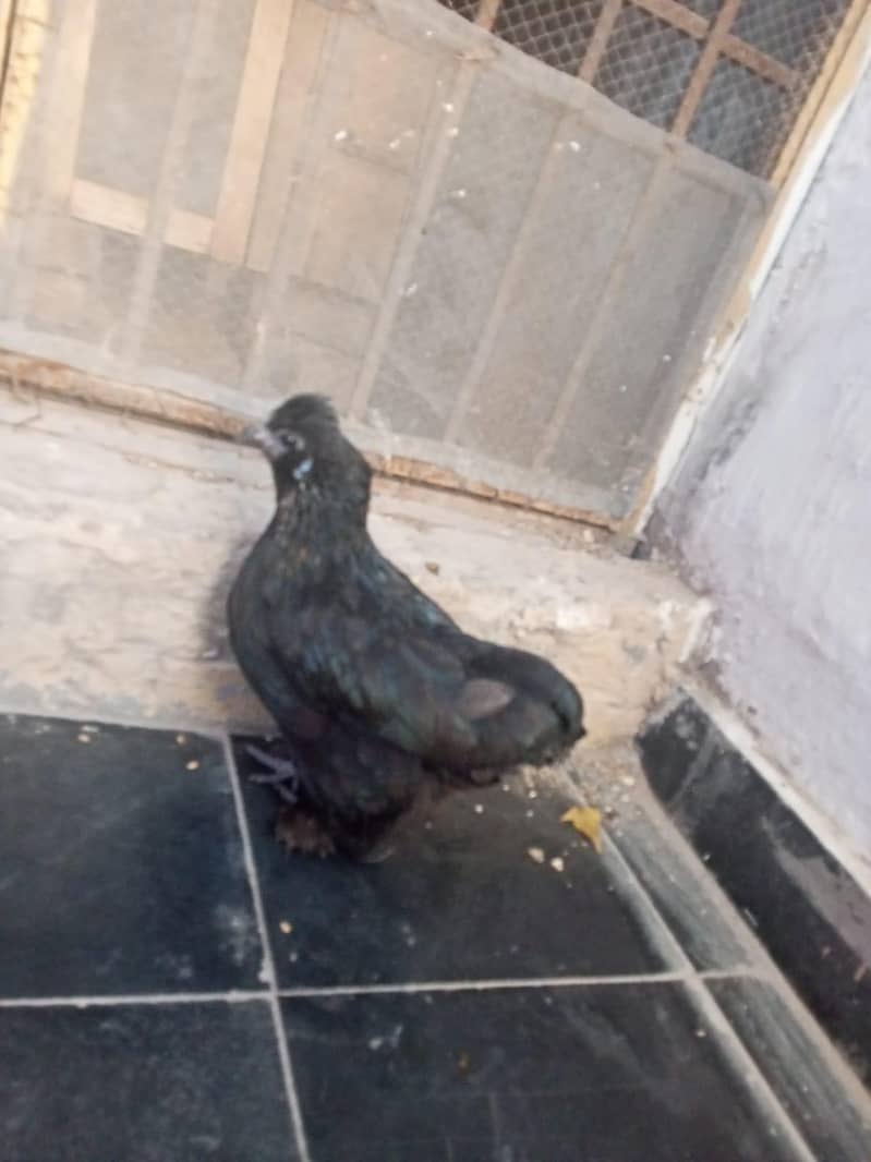 1 cross hen (bentam & silkie), 1 Aseel hen 2