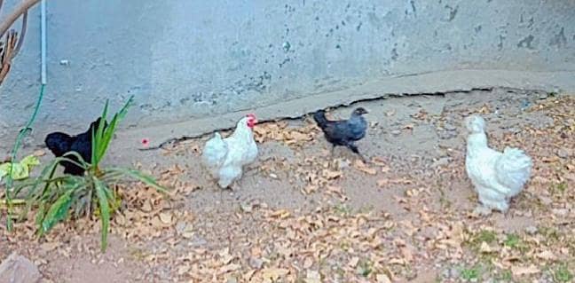 1 cross hen (bentam & silkie), 1 Aseel hen 3