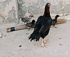 1 cross hen (bentam & silkie), 1 Aseel hen 4