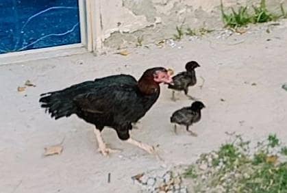 1 cross hen (bentam & silkie), 1 Aseel hen 5