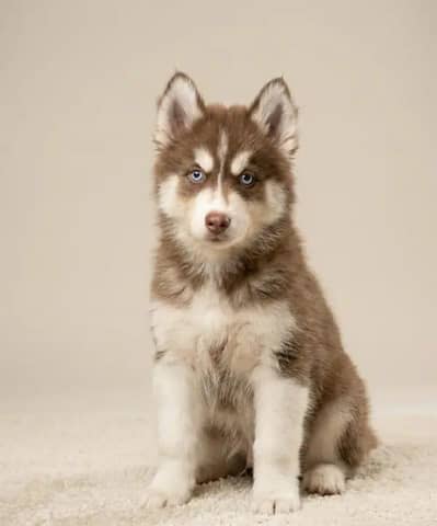 Siberian husky