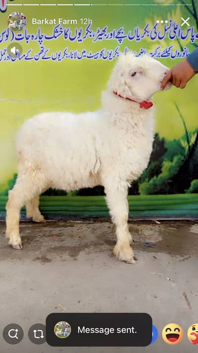 Mundra / Dumba 5/6 months age