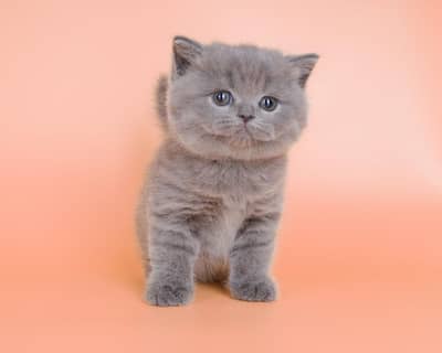 British shorthair