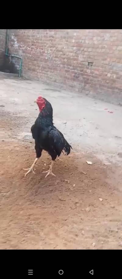 one eye open ni ho te