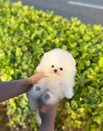 Pomeranian puppies 03101565438