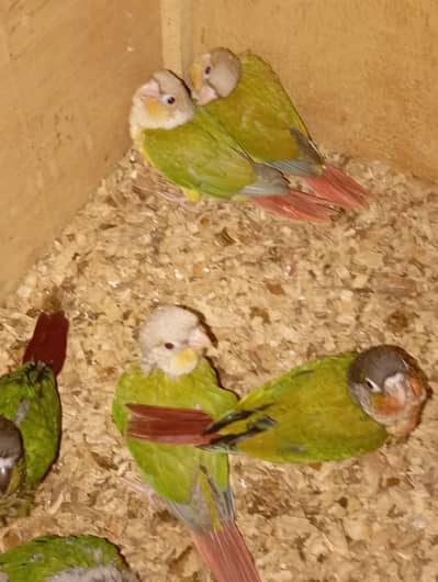 Pineapple conure and green cheek conure conoure conore conoures