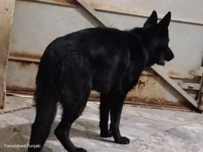 Garman shaft dog full black . . pink pedigree. .