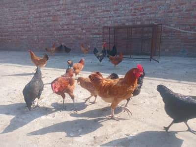 Hens For sale