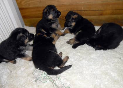 TOP Quality German Shepherd Puppies For Sale Only for Pet lover family