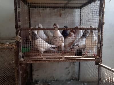 aseel peigon for sale high fly peigon