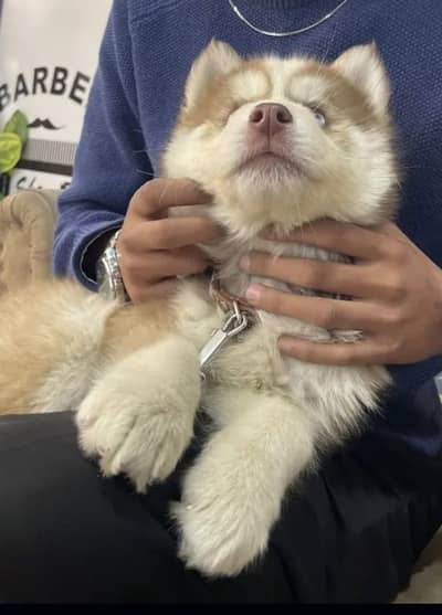 Siberian husky puppy