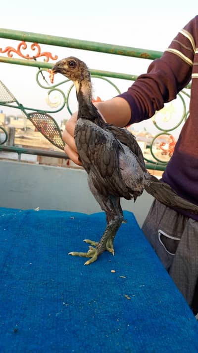 Pure Dragon Aseel chick's available for sale