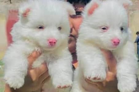 Russian puppies 03101565438