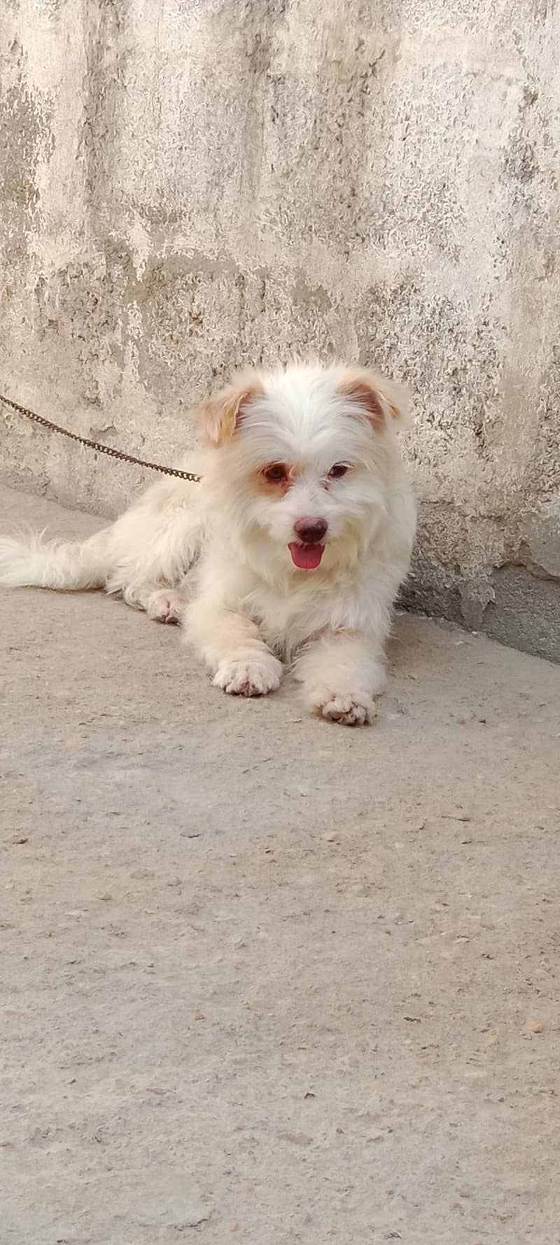 home doog 0