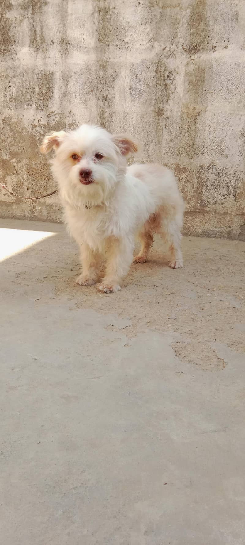 home doog 2
