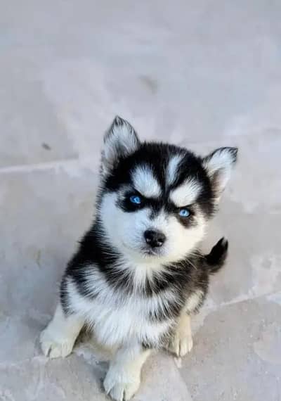husky puppies 03101565438
