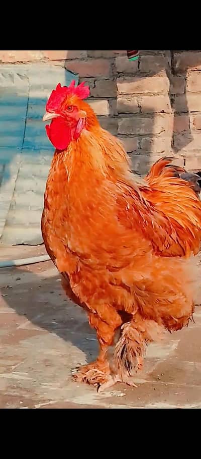 Golden Buff heavy buff