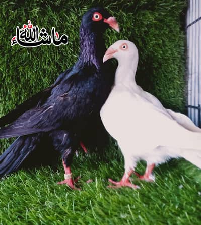 Danish 100%Breder Pair For sale