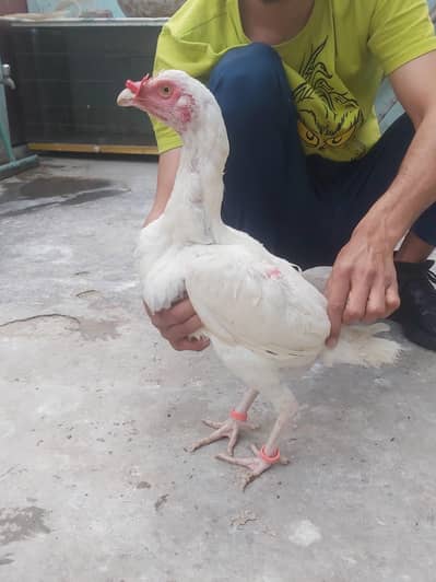 Pure paper white long height