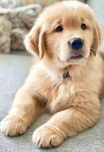 Golden retriever puppies
