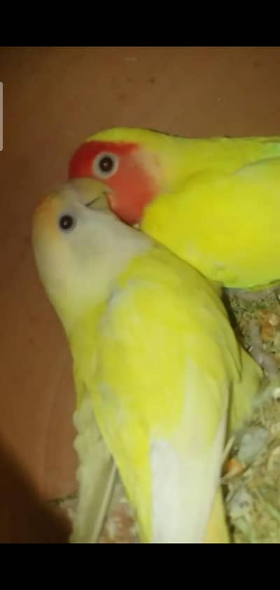 lutino to creamino rosicolli pair