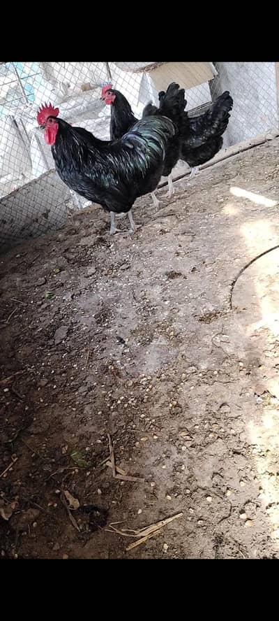 Black Australorp heritage breedar foresale per pic 8000