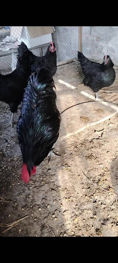 Black Australorp heritage breedar foresale per pic 8000