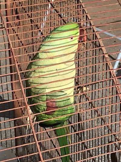 Full grown Parrot