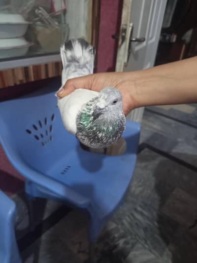 full healthy and active mail video bhi padi hui hai udan wala kabootar