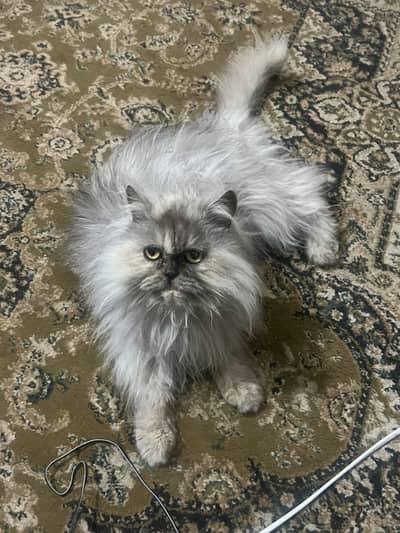 persian cat extra long hair