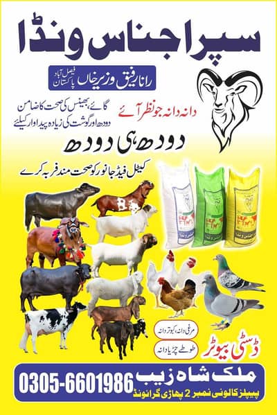 super ijnas Wanda goats. / sheep's