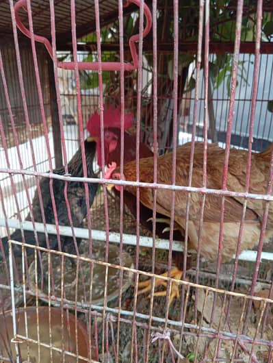Healthy Young Desi Chicken Trio